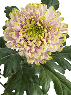 Chrysanthemum  Rossano Charlotte