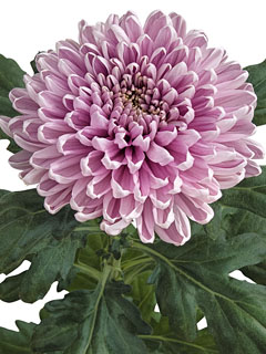 Chrysanthemum  Rossano Dark