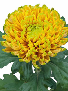 Chrysanthemum  Rossano Elisabeth