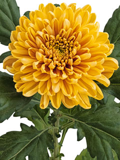 Chrysanthemum  Rossano Orange