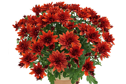 Neuheiten Jungpflanzen Chrysanthemum