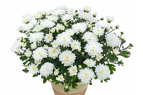 Chrysanthemen: Chrysanthemum Yahou & Friends Iceland White