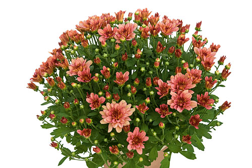 Neuheiten Jungpflanzen Chrysanthemum