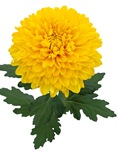 Chrysanthemen: Chrysanthemum Schnitt Großblumer Jayz Chrysanthemen: Chrysanthemum Schnitt Großblumer Jayz