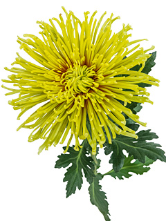 Chrysanthemen: Chrysanthemum Schnitt Großblumer Tula™ Zoraya Chrysanthemen: Chrysanthemum Schnitt Großblumer Tula™ Zoraya