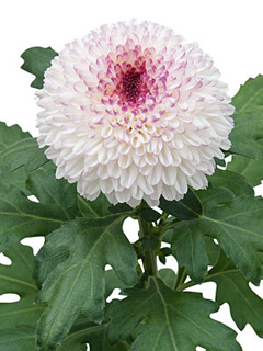 Chrysanthemen: Chrysanthemum  Abbey
