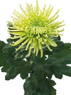 Chrysanthemum  Anastasia Dark Green