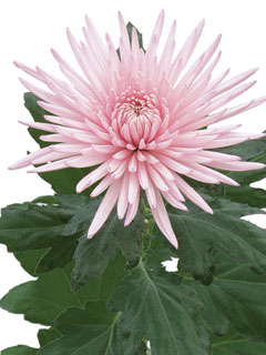 Chrysanthemum  Anastasia Splendid