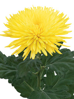 Chrysanthemum  Anastasia Yellow