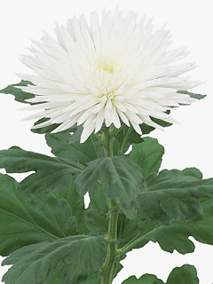 Chrysanthemum  Anastasia