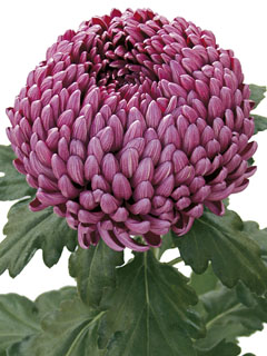 Chrysanthemum  Bigoudi