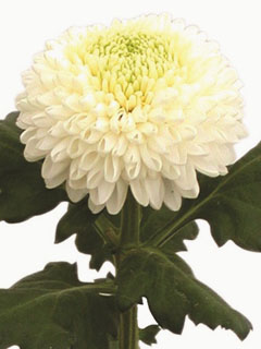 Chrysanthemum  Boris Becker