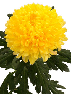 Chrysanthemum  Golden Snowdon