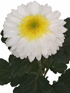 Chrysanthemum  Inga