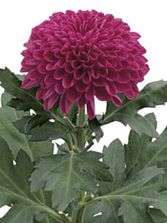 Chrysanthemum  Lollipop Purple