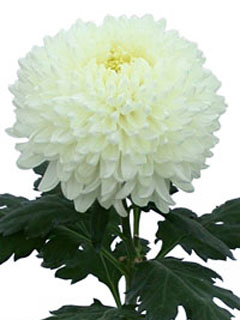 Chrysanthemum  Snowdon