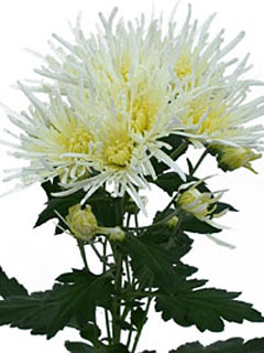 Chrysanthemum  White Spider