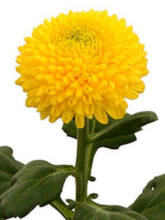 Chrysanthemum  Boris Becker Yellow