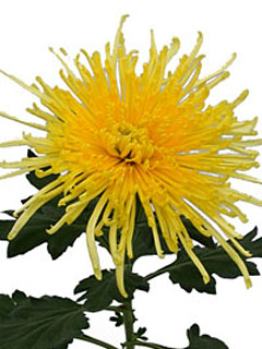 Chrysanthemum  Yellow Spider