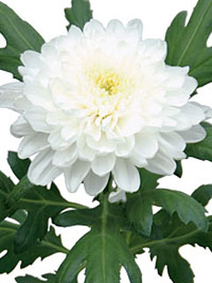 Chrysanthemum  Zembla