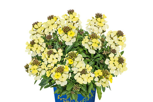 Fruehlingsflirt: Erysimum  Lemon Zwerg