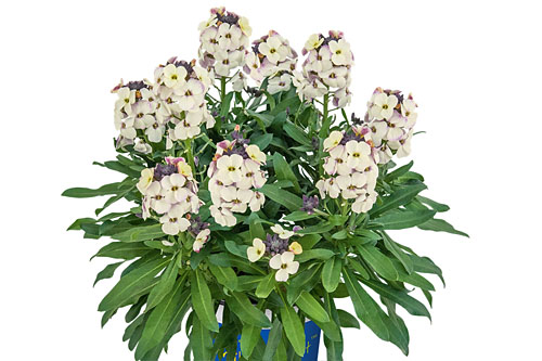 Fruehlingsflirt: Erysimum  Winter Pearl
