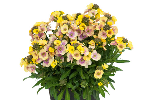 Erysimum RYSI Winter Vanilla