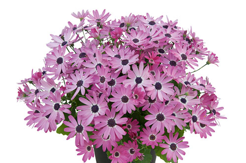 Pericallis SENETTI Hot Pink