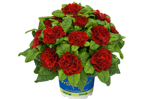 Fruehlingsflirt: Primula BELARINA Scarletta