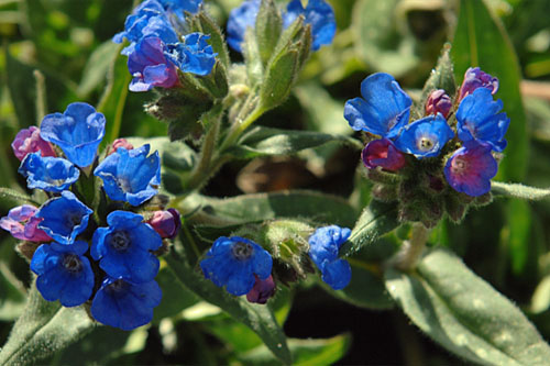 Fruehlingsflirt: Pulmonaria  Nova Cobalt