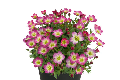 Saxifraga SO SAXY Dark Rose