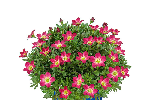 Fruehlingsflirt: Saxifraga SO SAXY Red