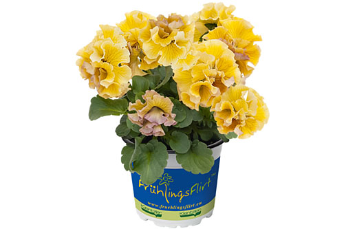 Fruehlingsflirt: Viola RUFFLES Amber Glow