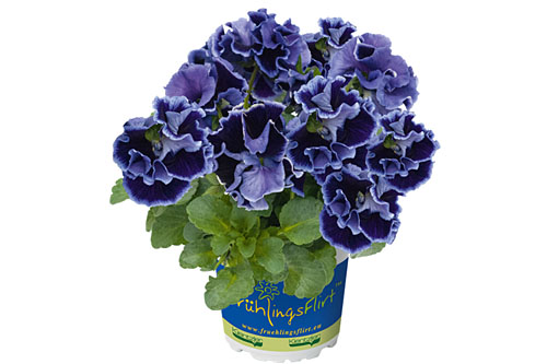 Fruehlingsflirt: Viola RUFFLES Violet Majesty