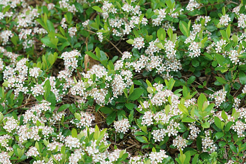 Gehölze: Aronia  Revontuli Spreader