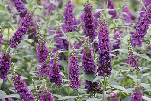 Gehölze: Buddleja  Miss Violet