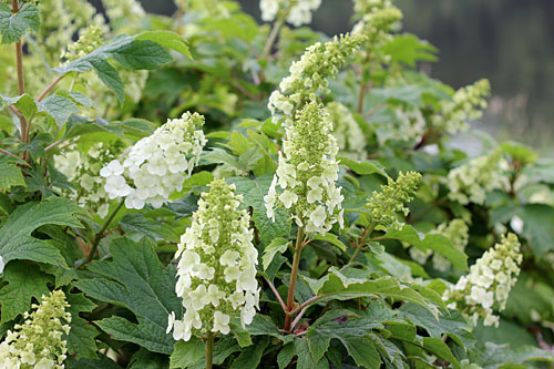 Gehölze: Hydrangea GATSBY Girl