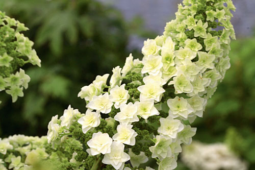 Gehölze: Hydrangea GATSBY Star