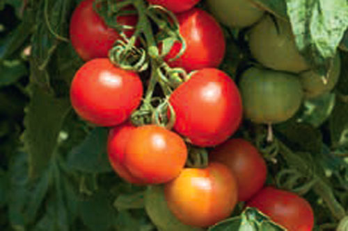 Gourmetzauber: Cocktailtomate  Cocktail Crush