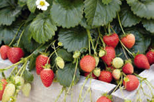 Vegetable Plants: Fragaria x ananassa  Elan
