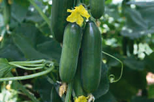 Neuheiten Jungpflanzen Gourmetzauber