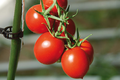 Gourmetzauber: Romatomate  Loreto