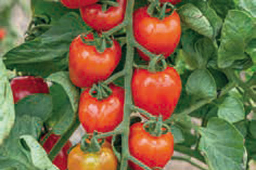 Gourmetzauber: Mini San Marzano  Lovertino