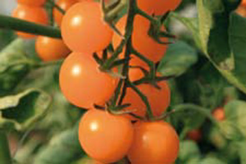 Gourmetzauber: Cherrytomate  Sungold