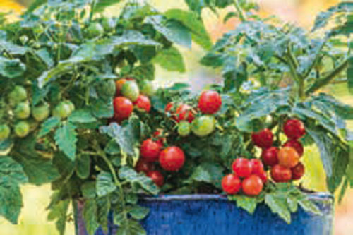 Gourmetzauber: Balkontomate  Veranda Red