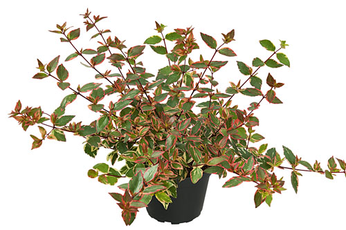 Herbstzauber: Abelia  Psychedelik