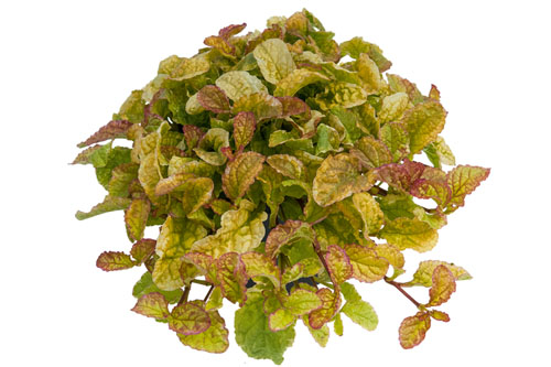 Herbstzauber: Ajuga BEST BUDDIES Vanilla Glow