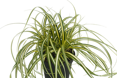 Herbstzauber: Carex  Moon Falls