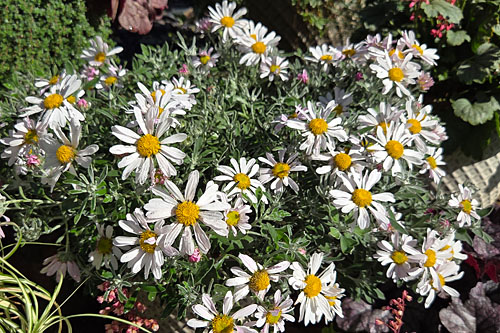 Herbstzauber: Chrysanthemum  Snowkiss