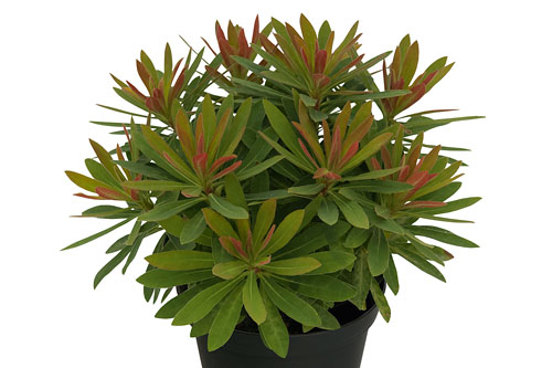 Euphorbia  Medea